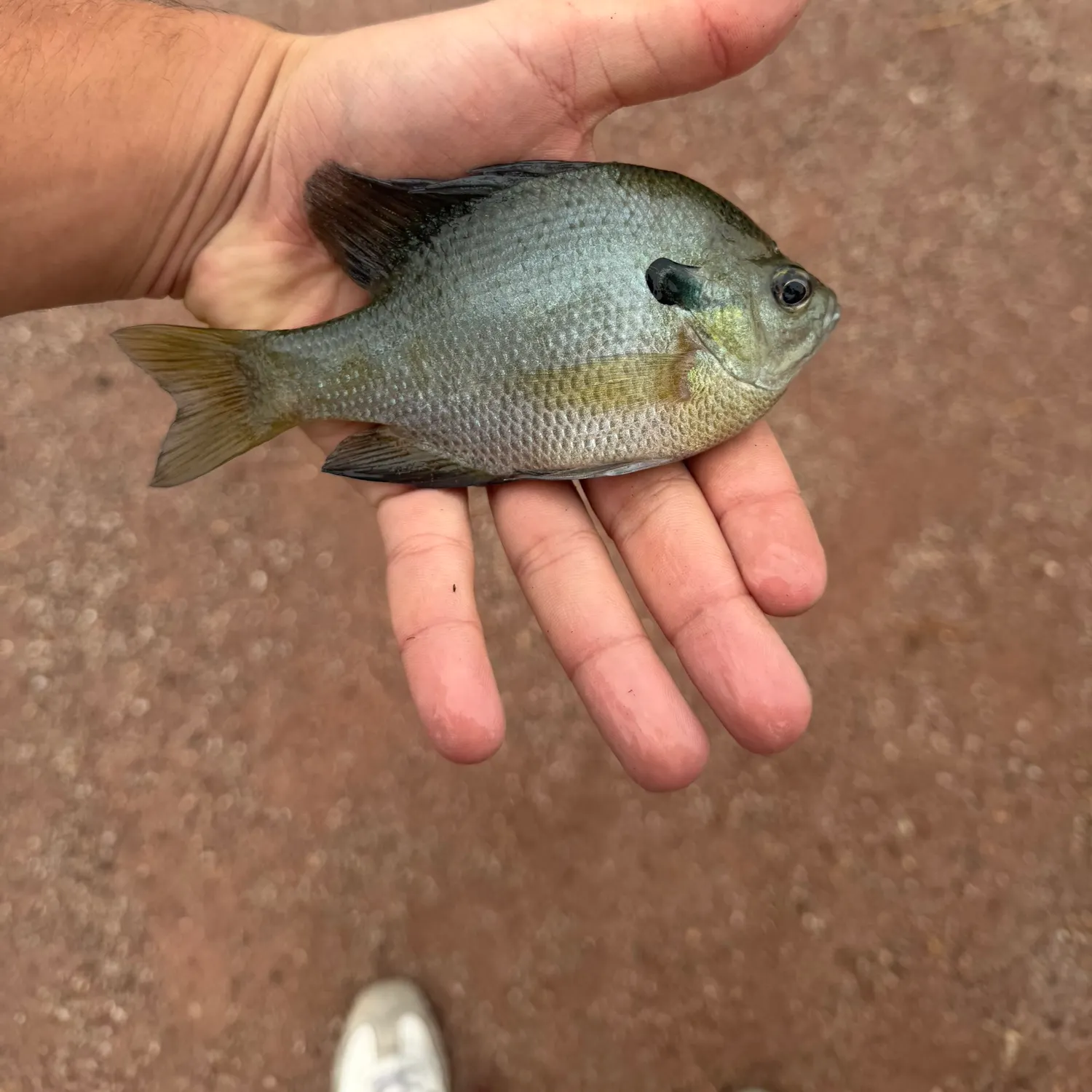Bluegill caught on Fishbrain