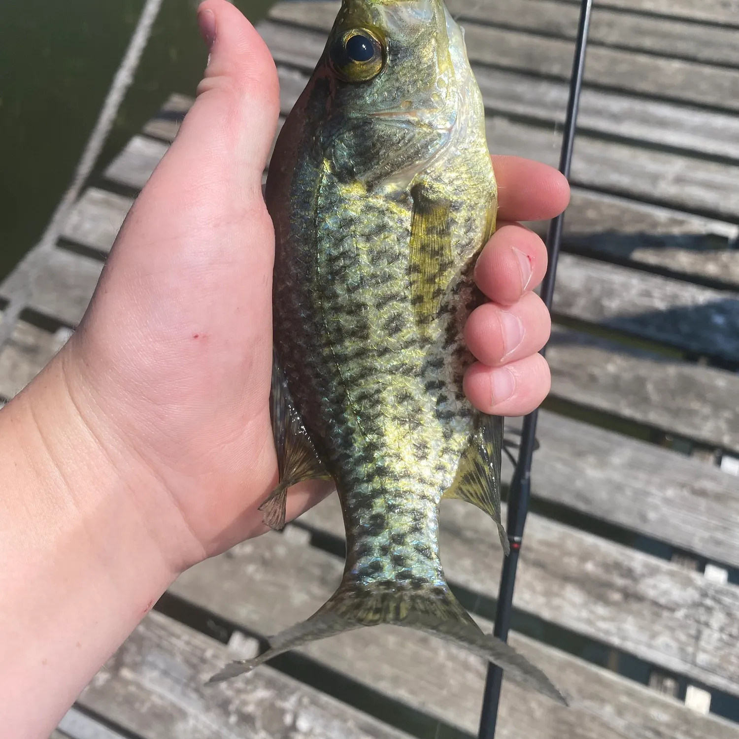 Black crappie caught on Fishbrain