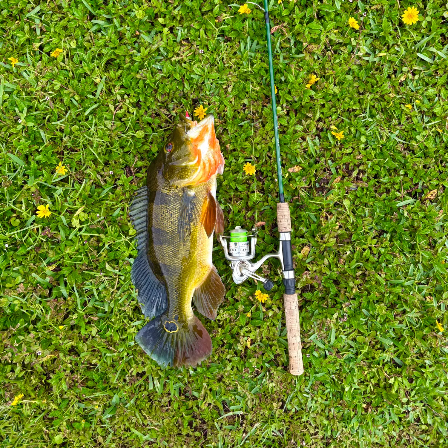 The most recent Butterfly peacock bass catches on Fishbrain