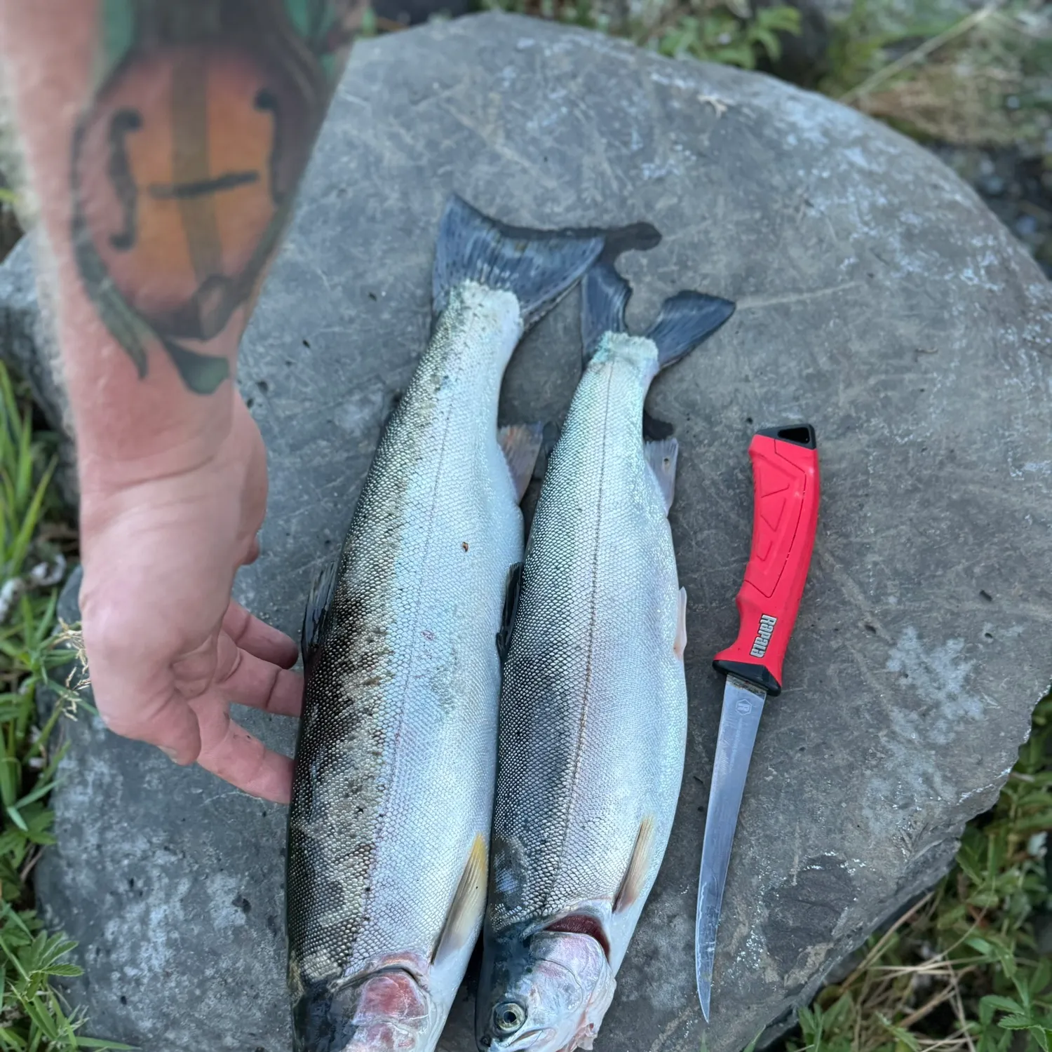 recently logged catches