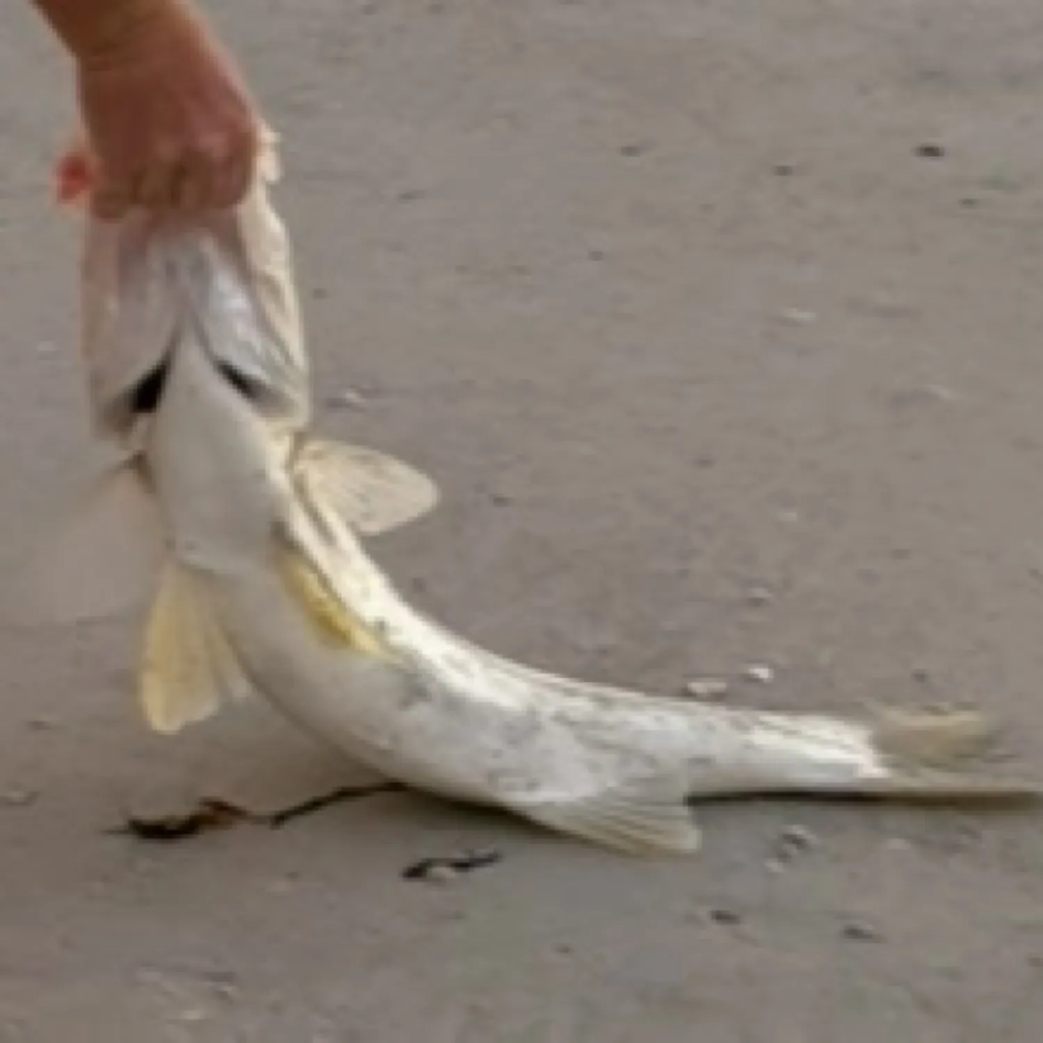 The most recent Common snook catches on Fishbrain