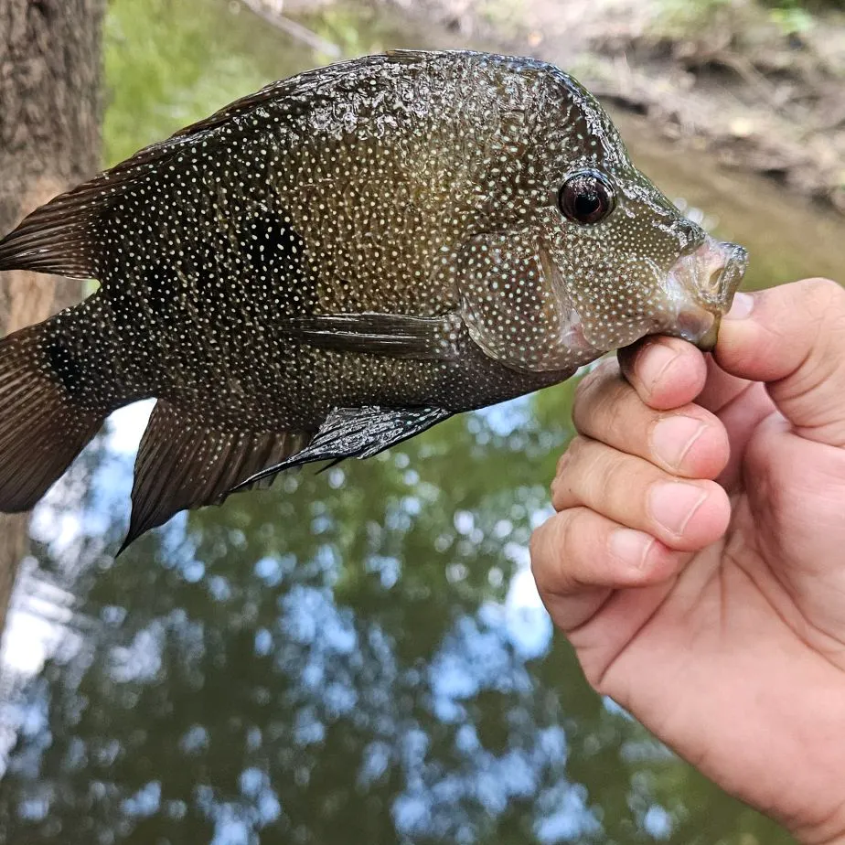 Rio Grande cichlid caught on Fishbrain