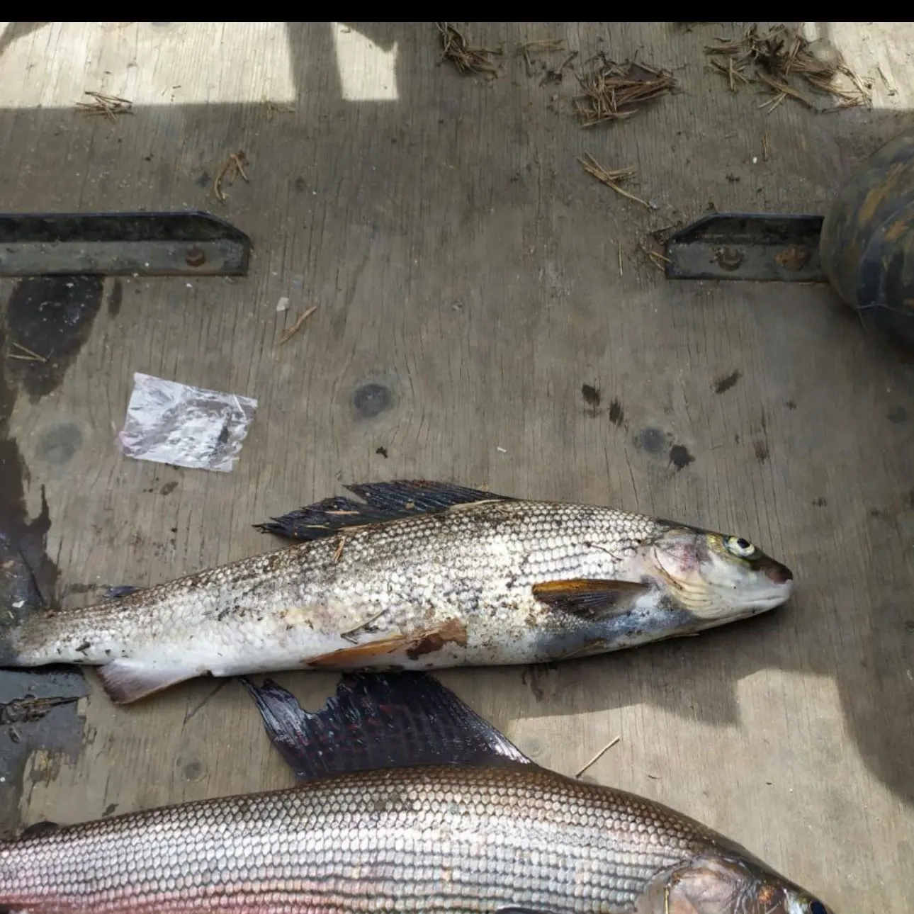 The most recent European grayling catches on Fishbrain