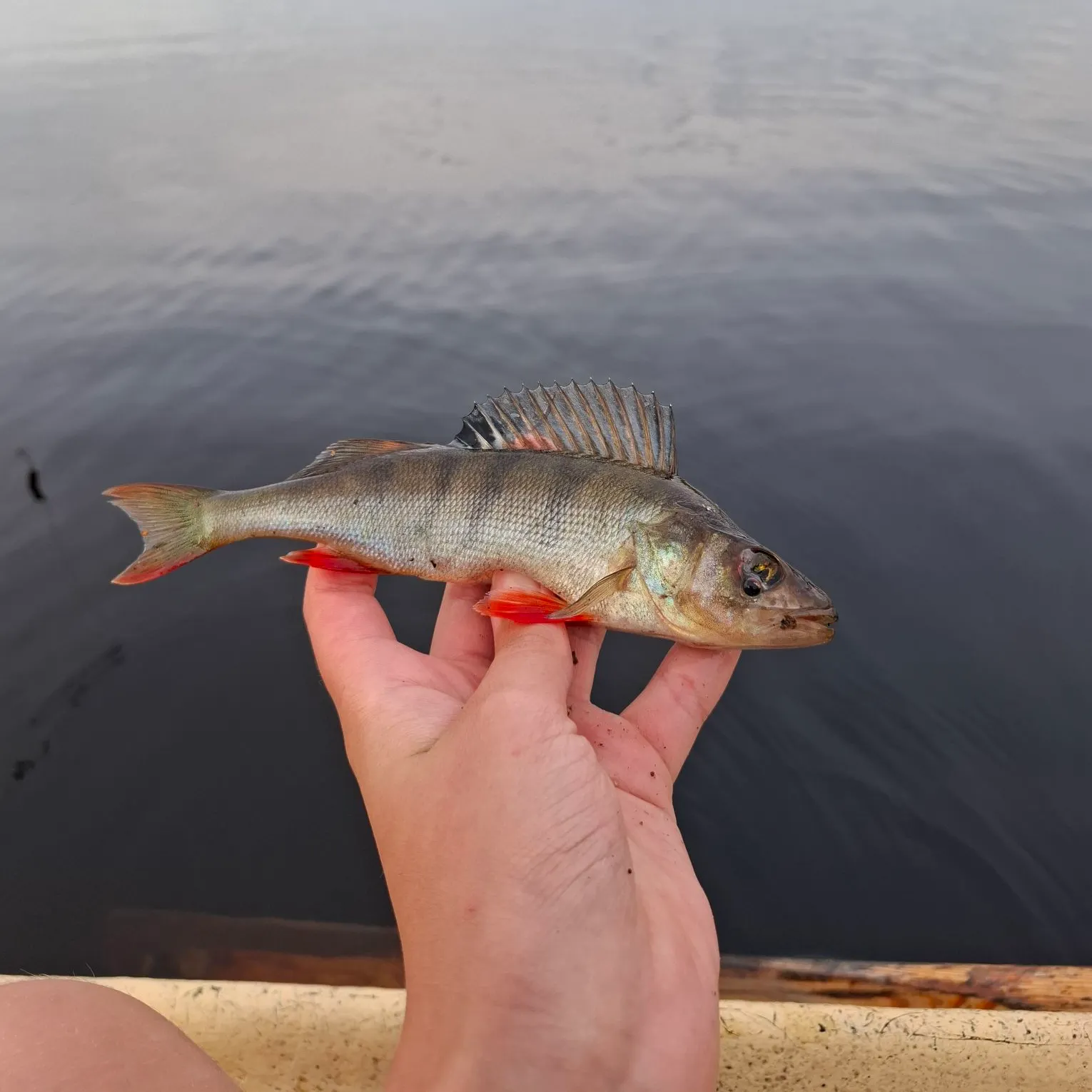 European perch caught on Fishbrain
