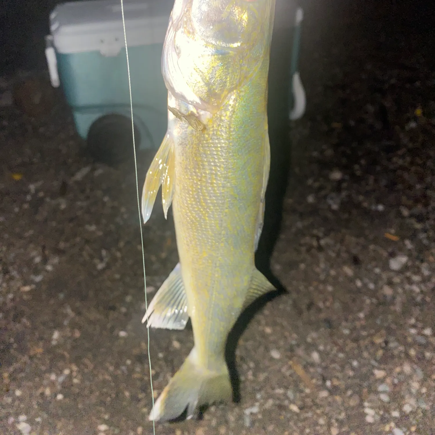 Walleye caught on Fishbrain