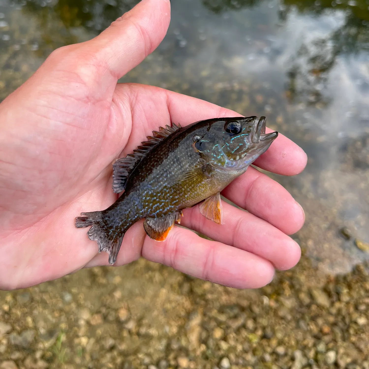 Green sunfish caught on Fishbrain