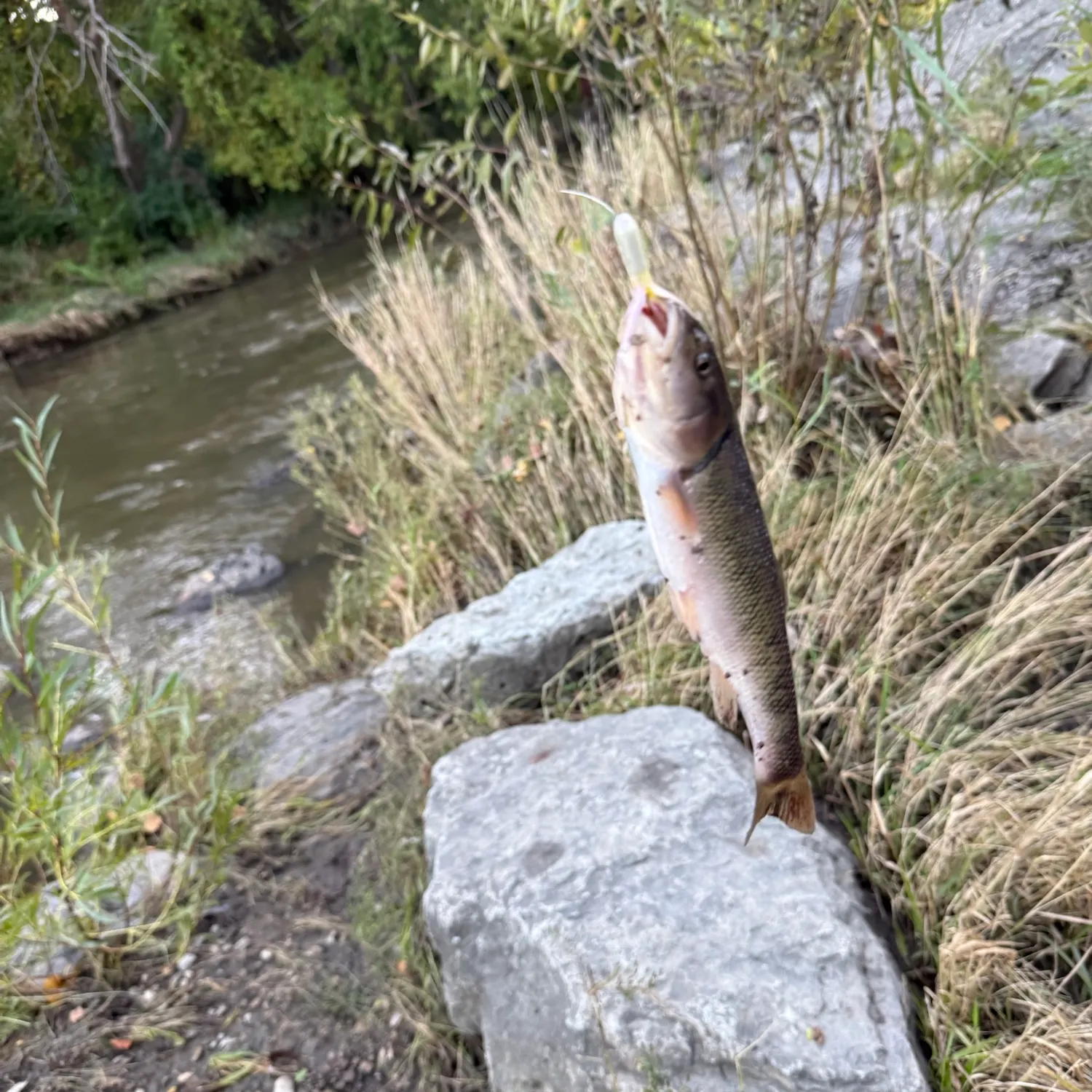 Creek chub caught on Fishbrain