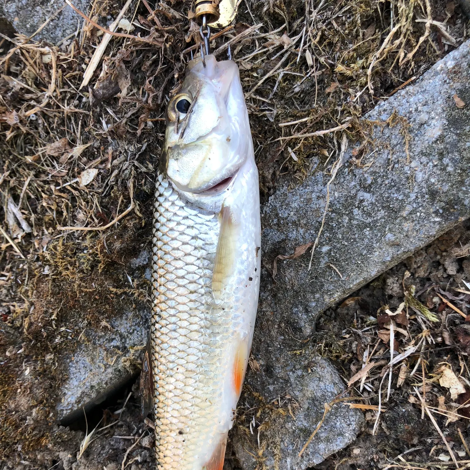 European chub caught on Fishbrain
