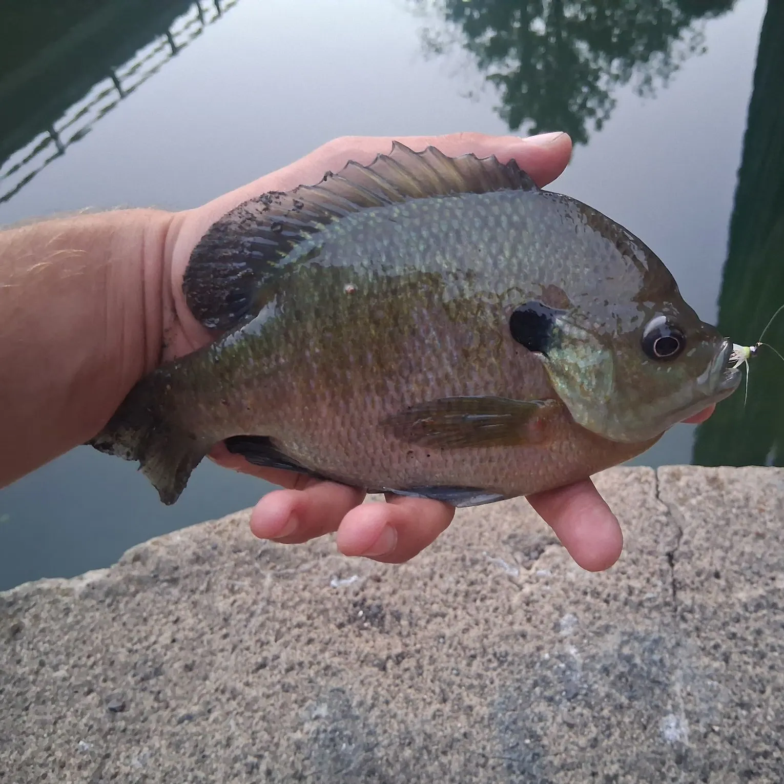 Bluegill caught on Fishbrain