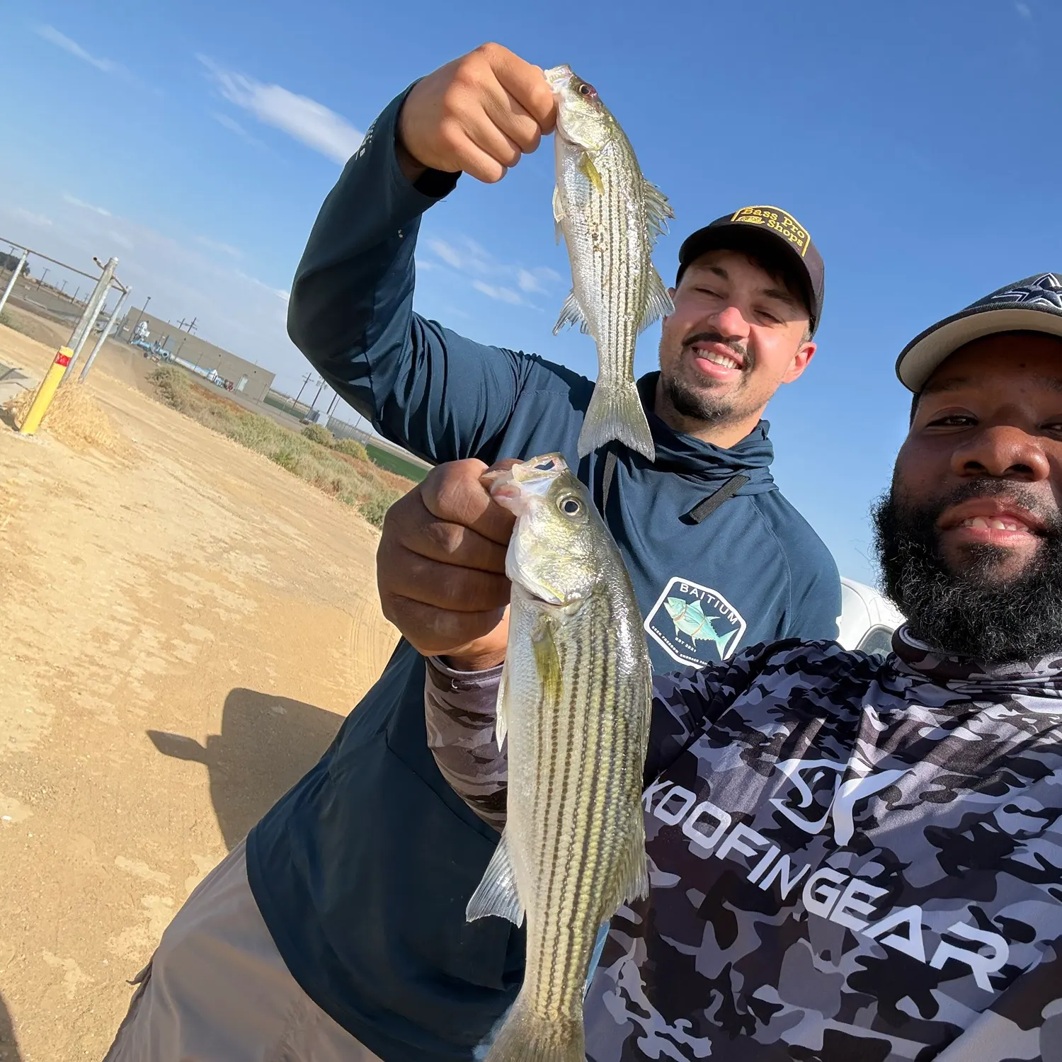 Striped bass caught on Fishbrain