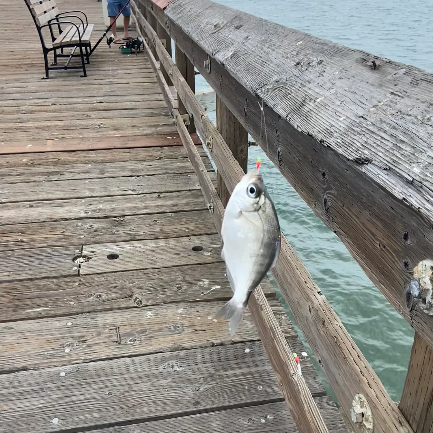 The most recent Walleye surfperch catches on Fishbrain