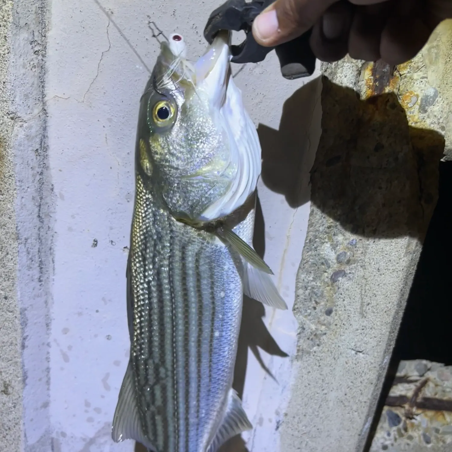 Striped bass caught on Fishbrain