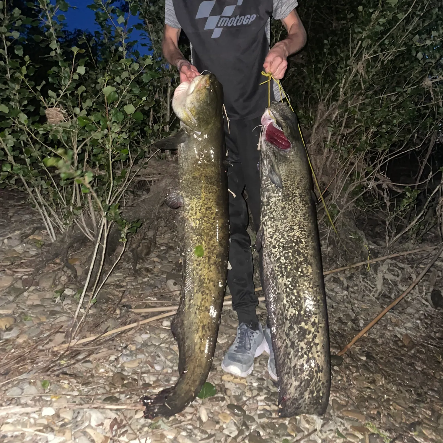 Wels catfish caught on Fishbrain