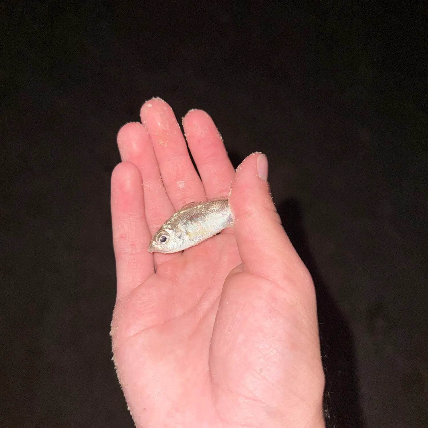 The most recent Silver jenny catches on Fishbrain