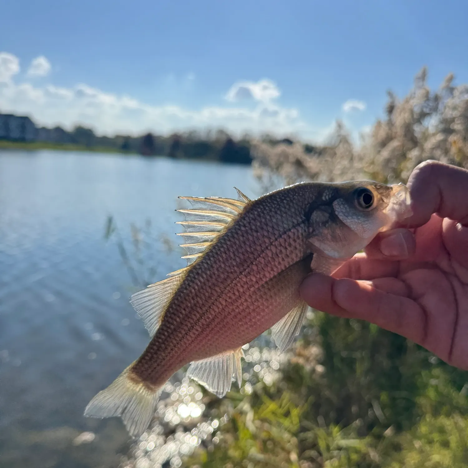 White perch caught on Fishbrain