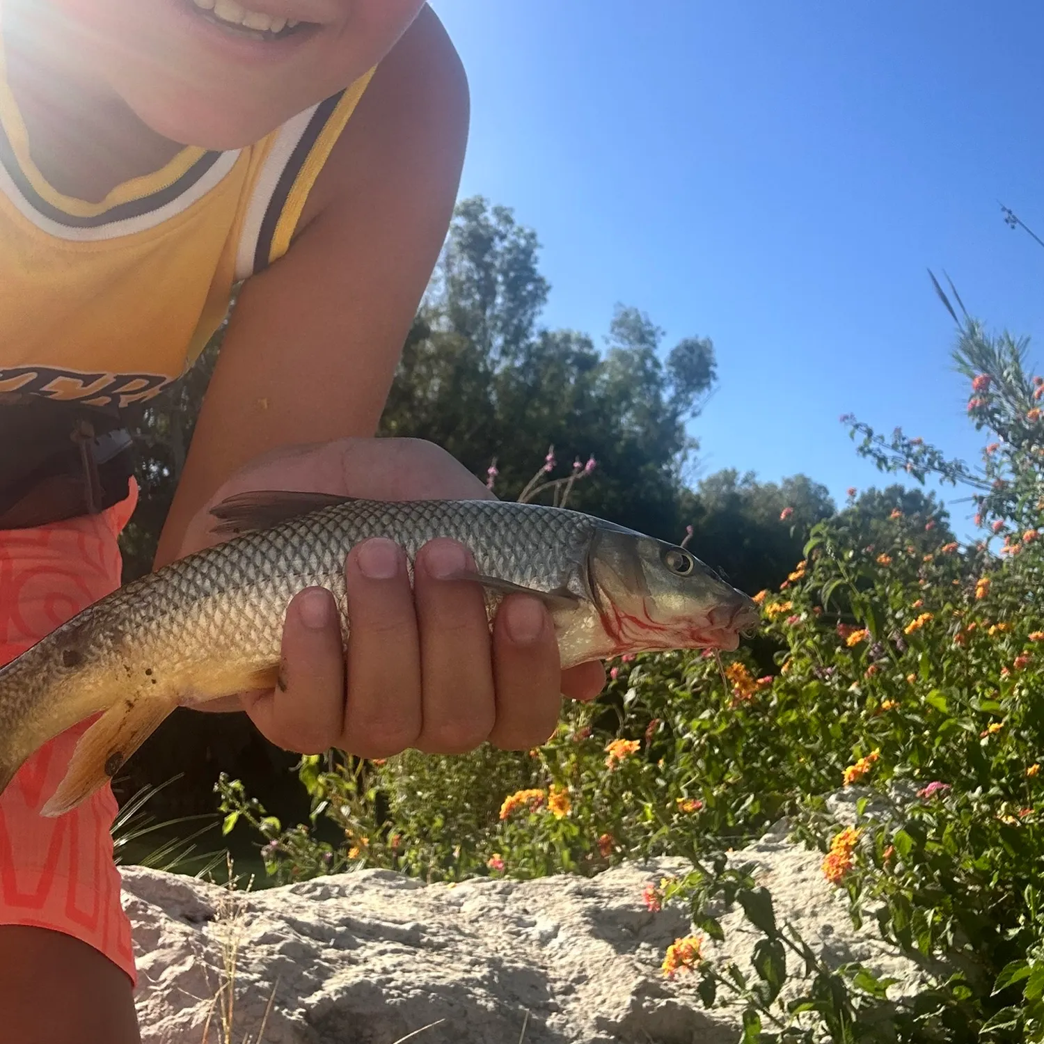 The most recent Andalusian barbel catches on Fishbrain