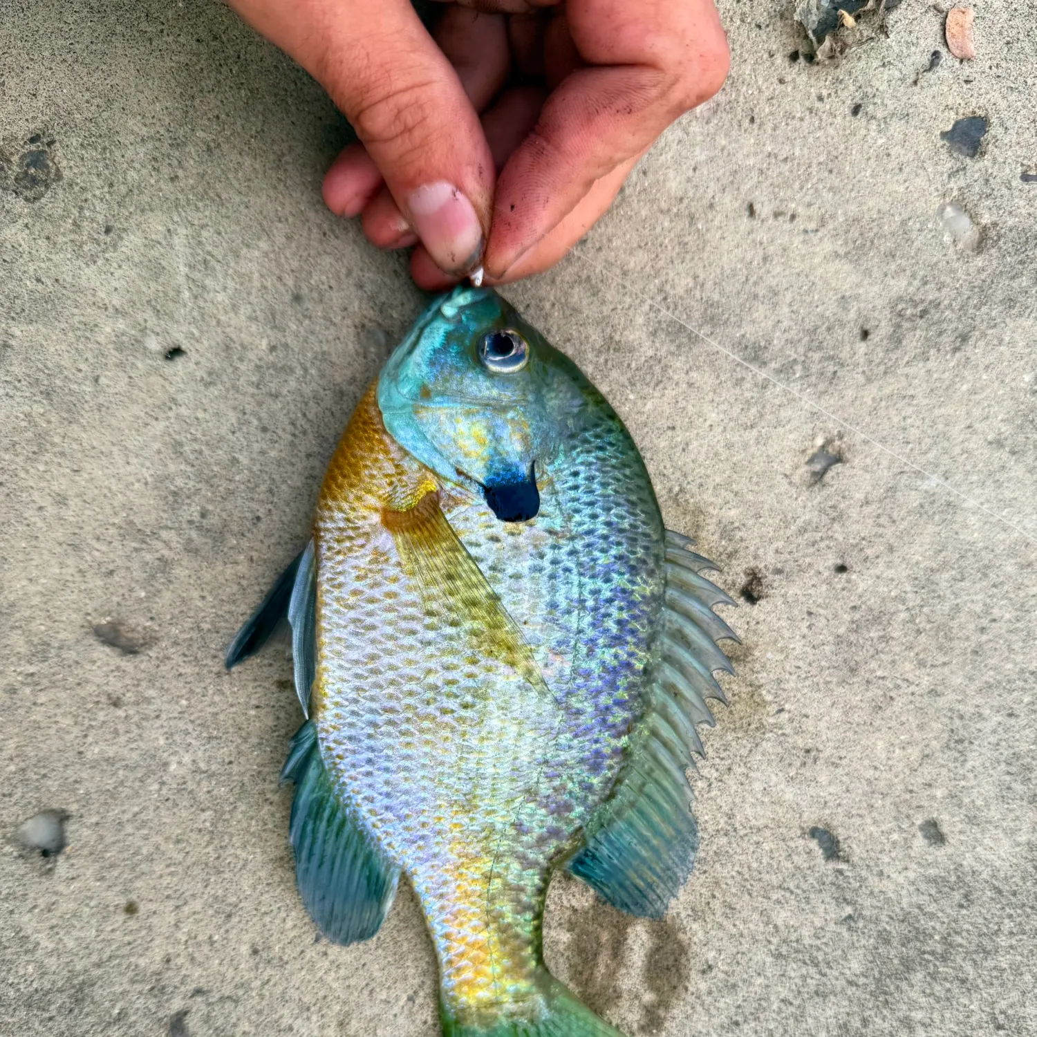 Bluegill caught on Fishbrain