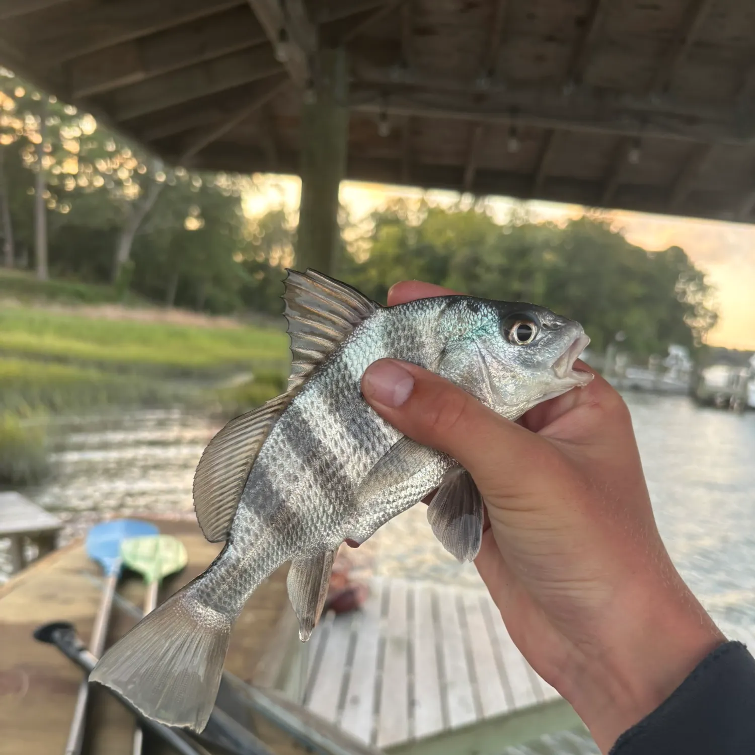 Black drum caught on Fishbrain