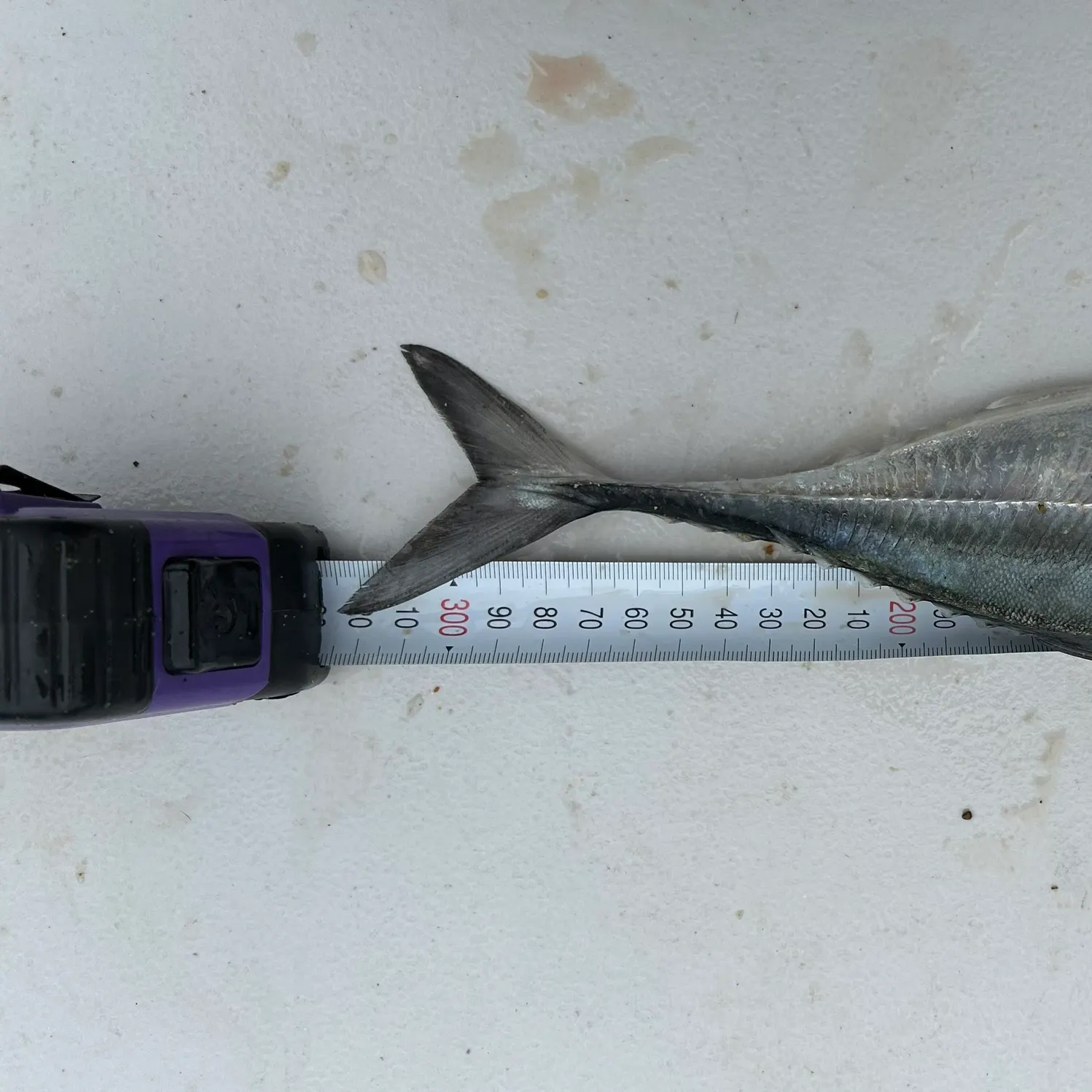 The most recent Yellowtail scad catches on Fishbrain