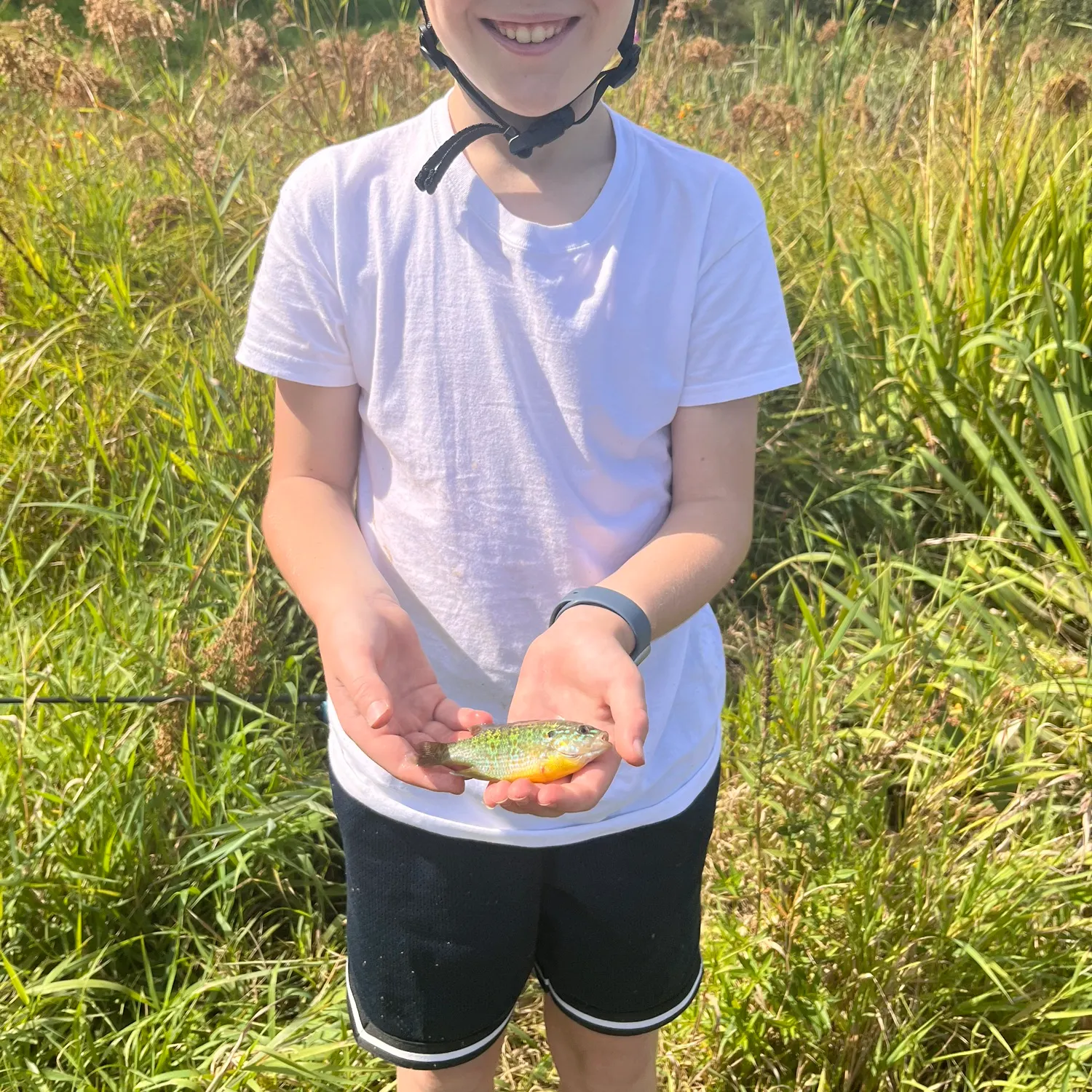Pumpkinseed caught on Fishbrain