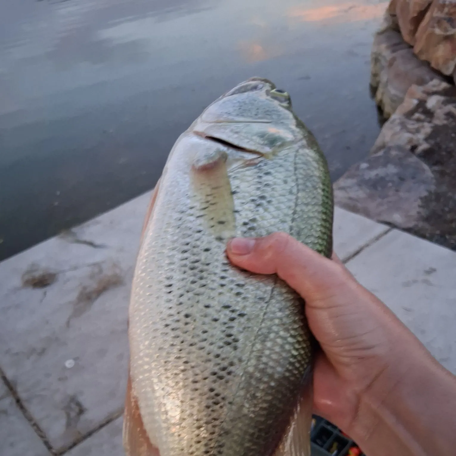 Black crappie caught on Fishbrain