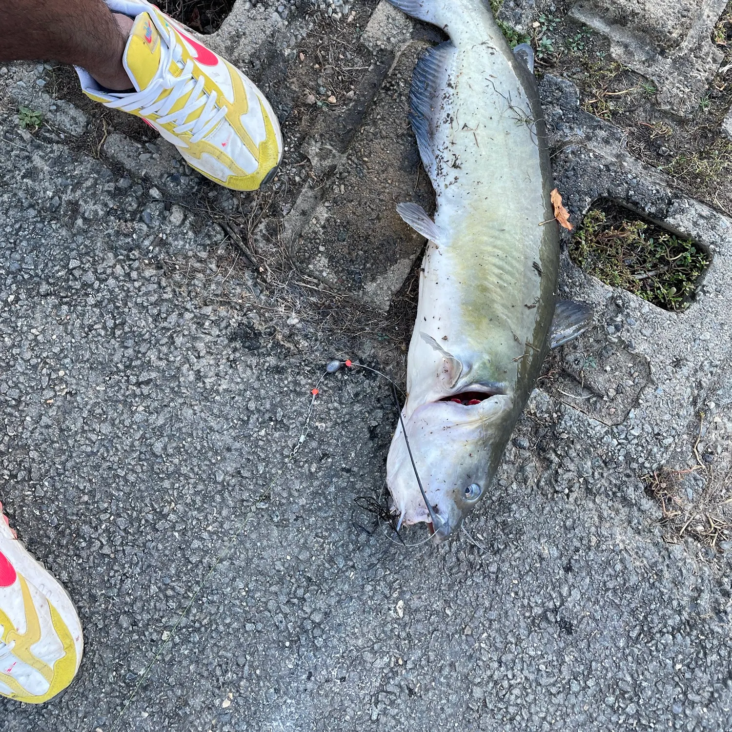 catch