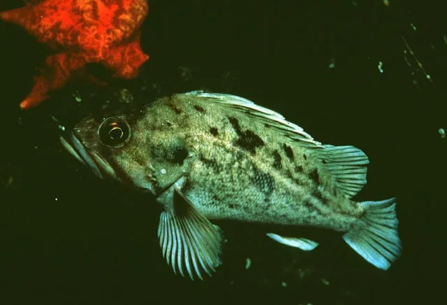 Brown rockfish