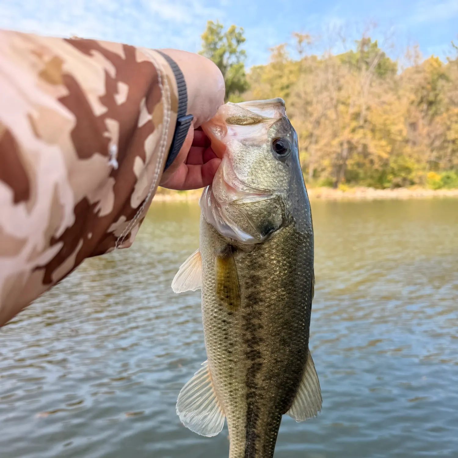 Largemouth bass caught on Fishbrain