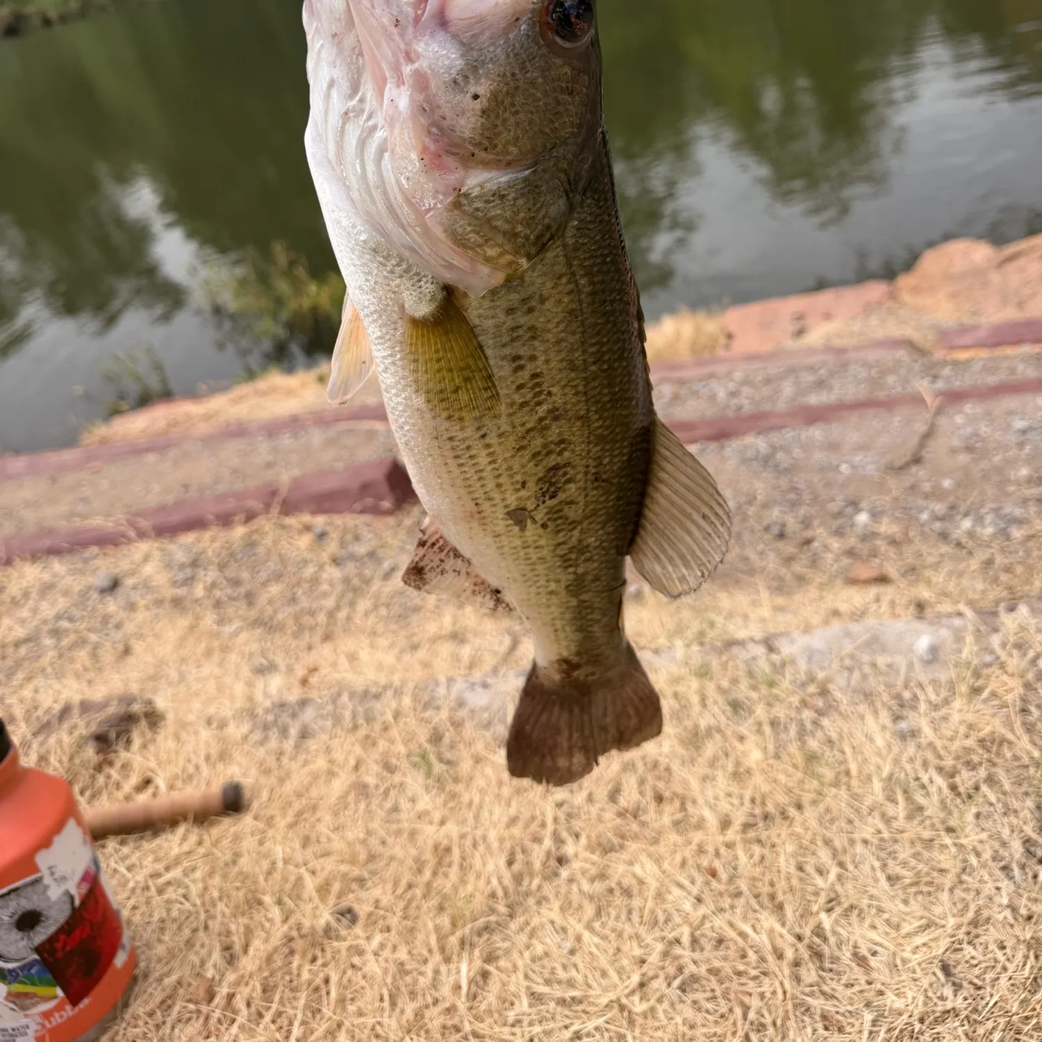 Largemouth bass caught on Fishbrain