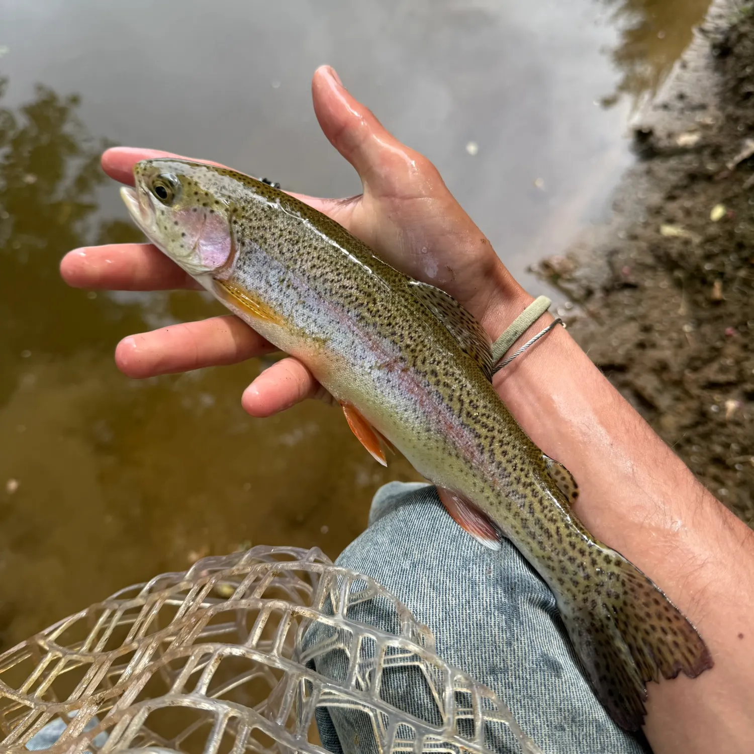 The most recent Rainbow trout catches on Fishbrain