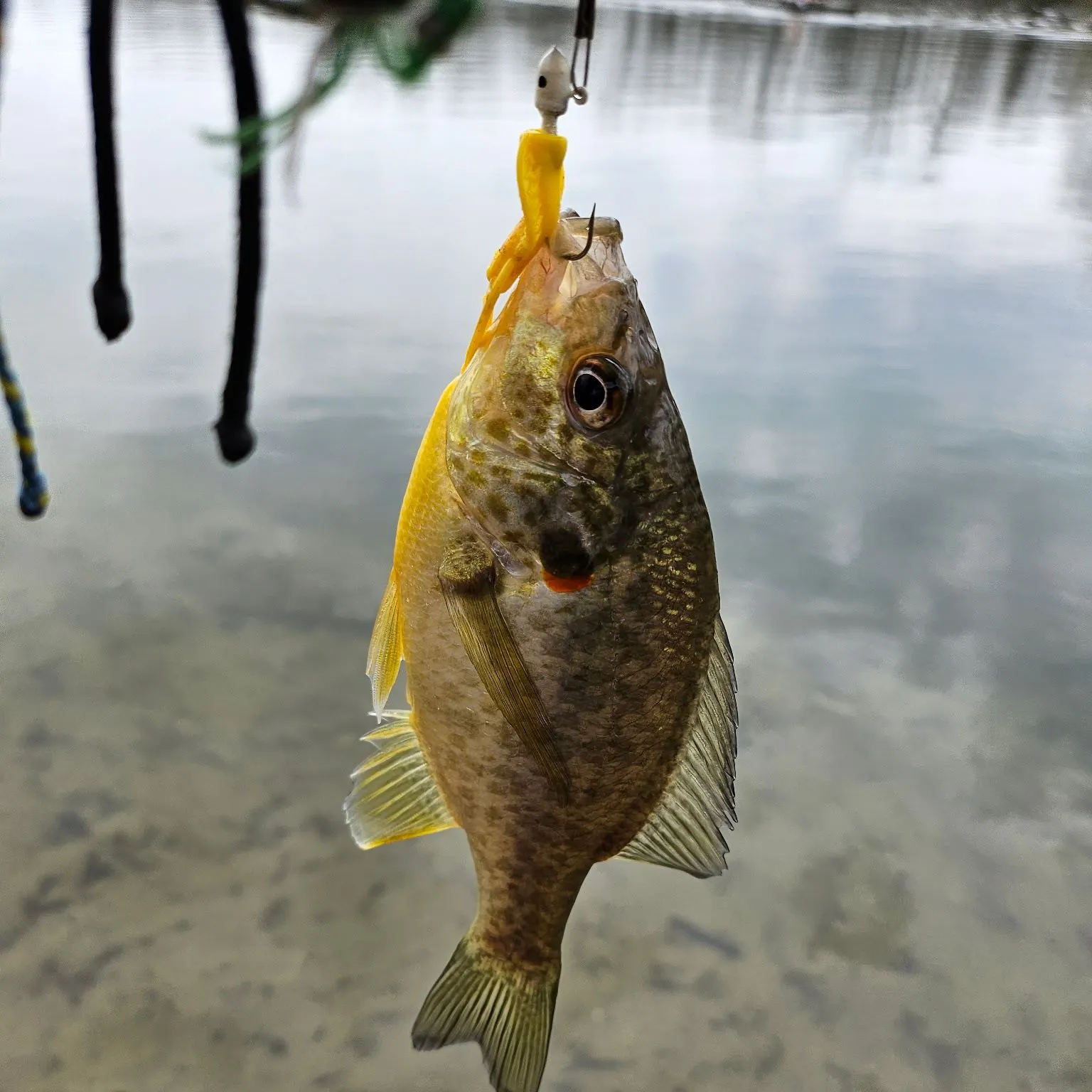Redear sunfish caught on Fishbrain
