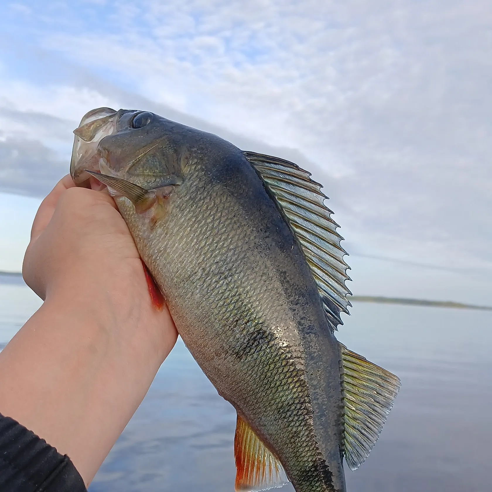 European perch caught on Fishbrain