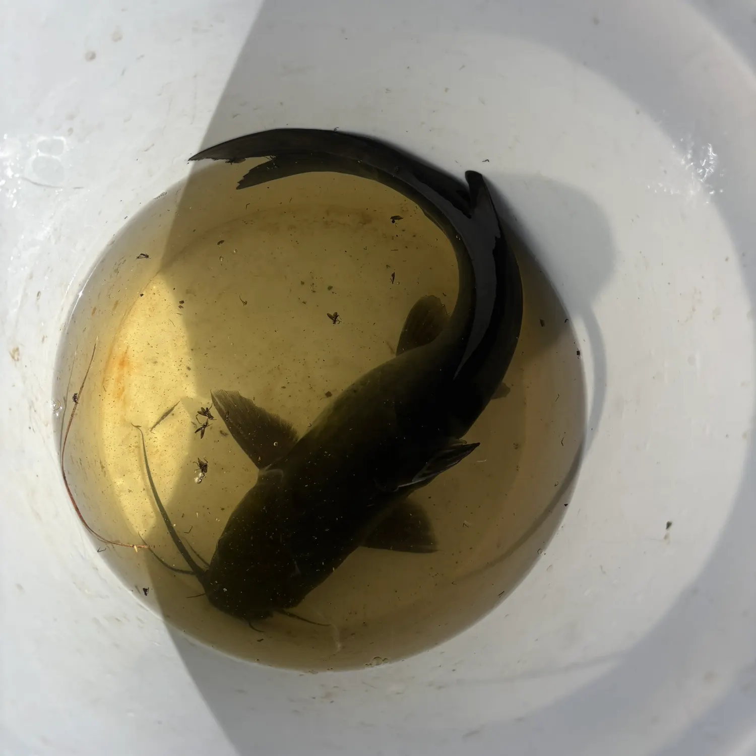 Blue catfish caught on Fishbrain