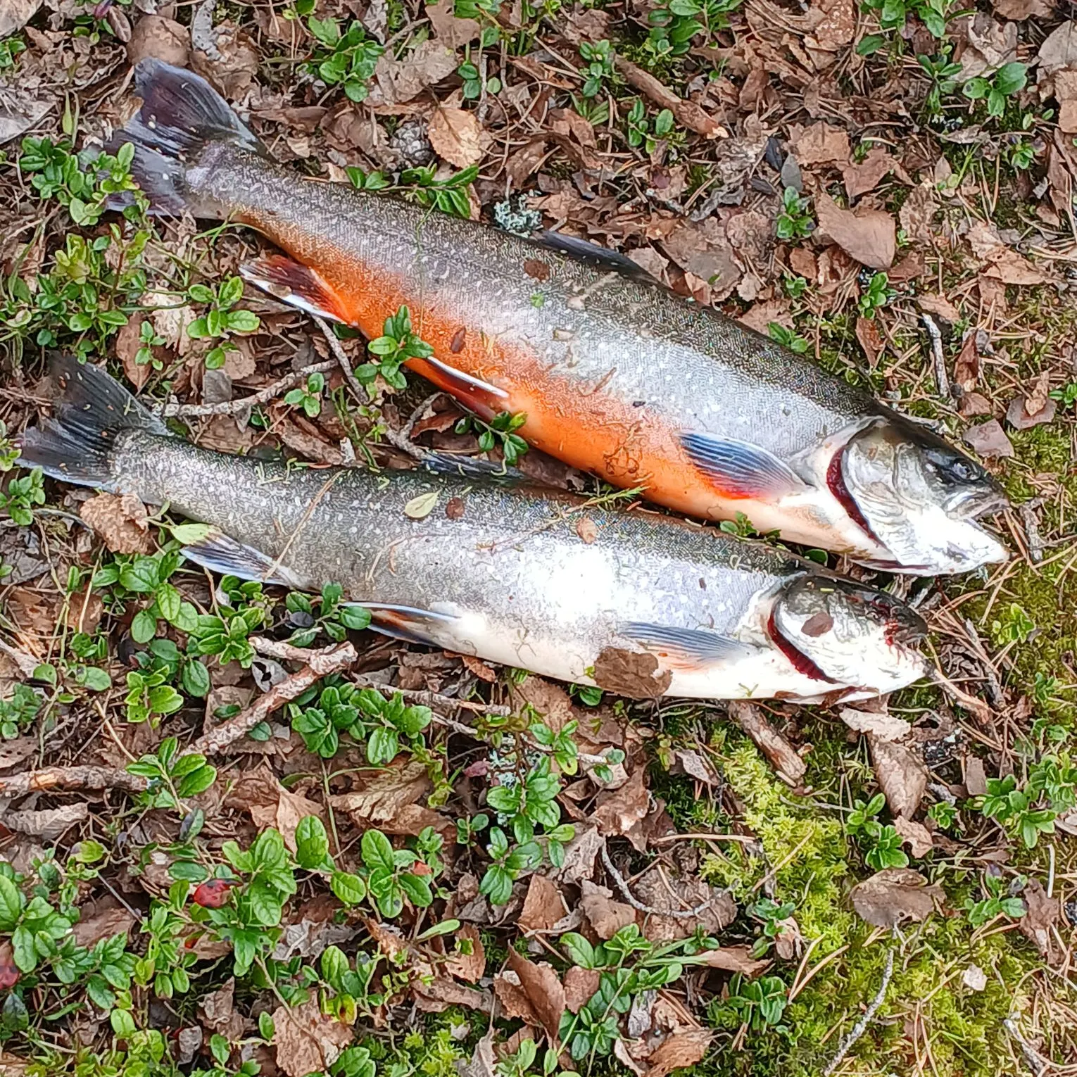 The most recent Arctic char catches on Fishbrain