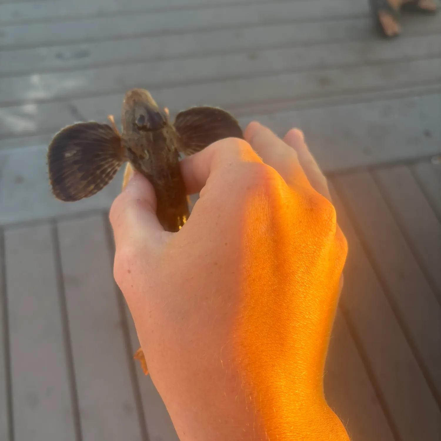 The most recent Striped searobin catches on Fishbrain