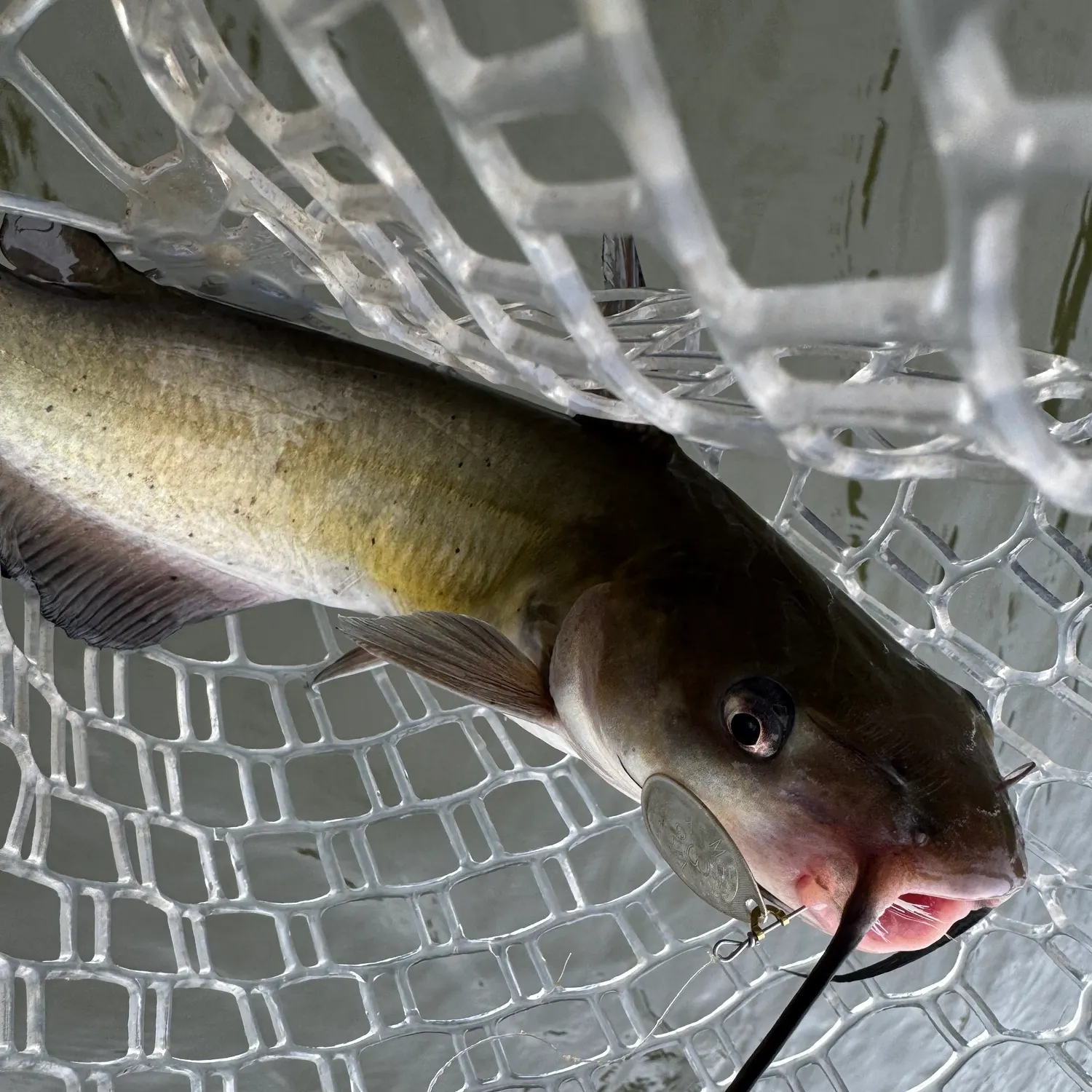 Channel catfish caught on Fishbrain