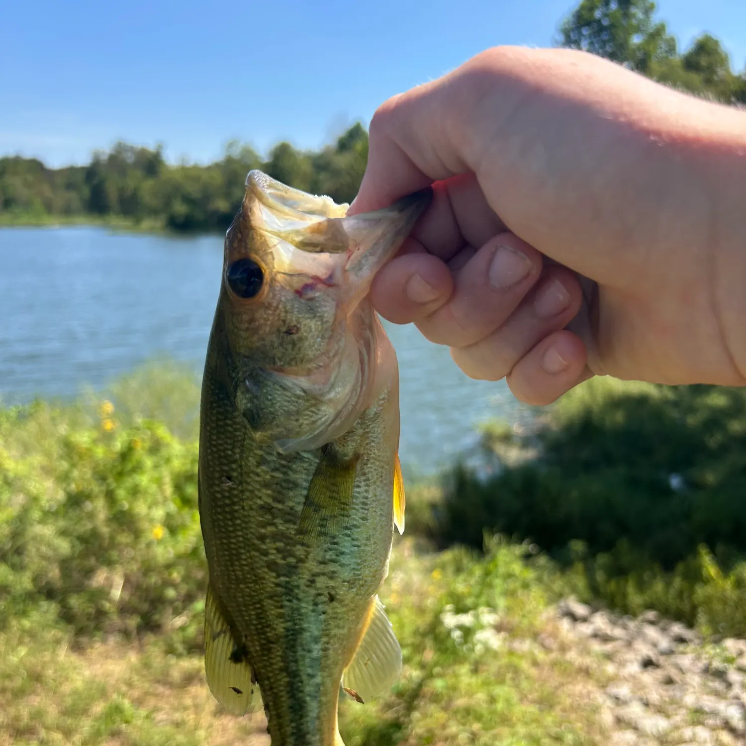 Largemouth bass caught on Fishbrain