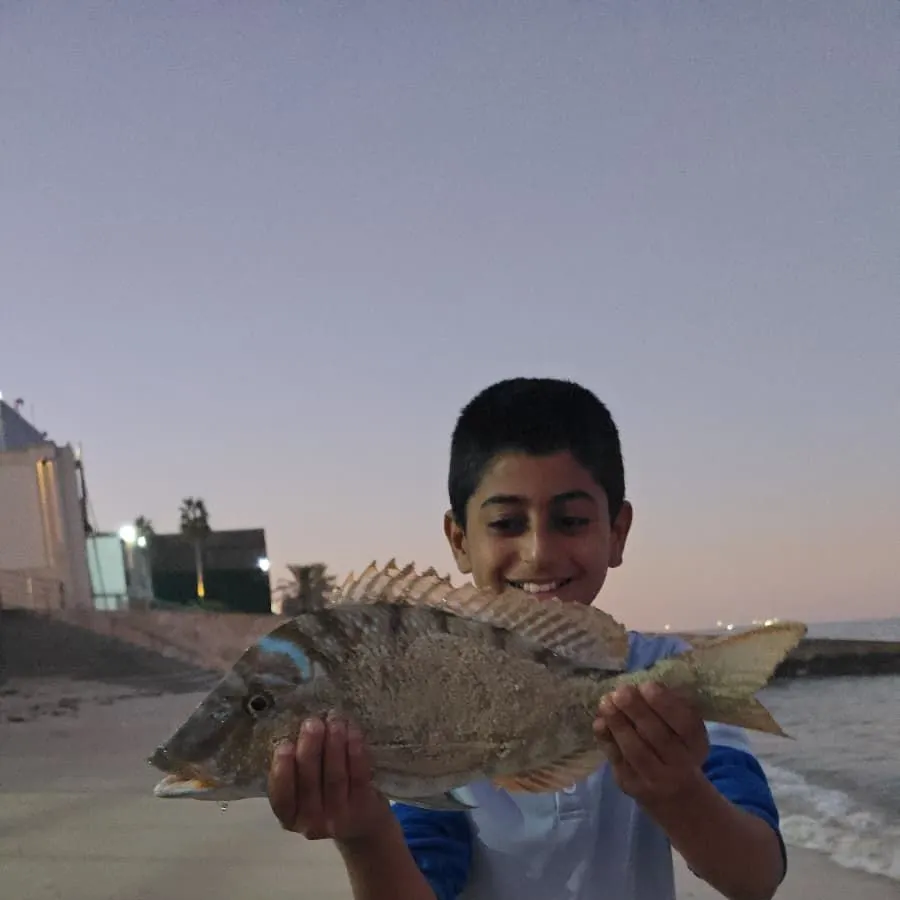 The most recent Spangled emperor catches on Fishbrain