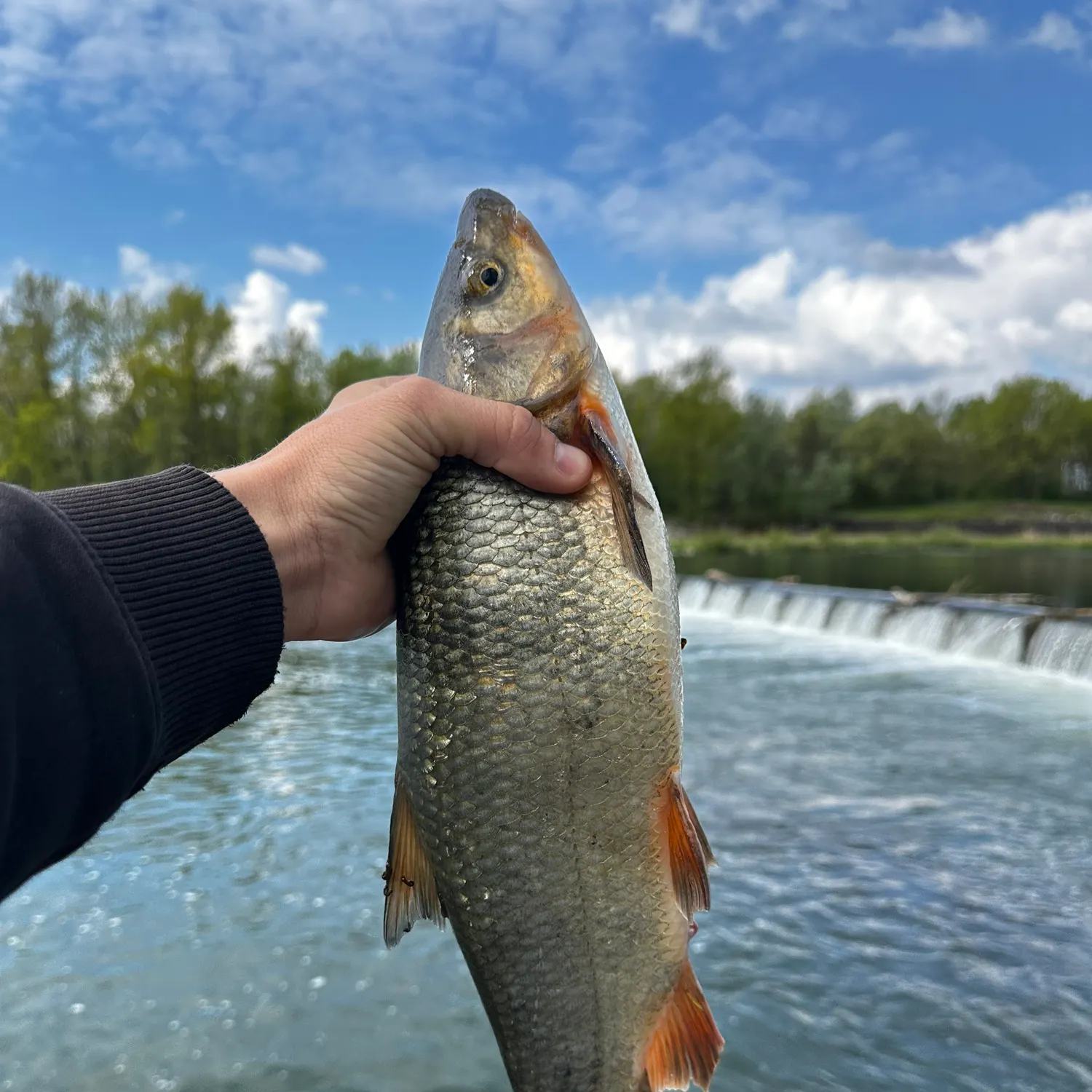 The most recent Common nase catches on Fishbrain