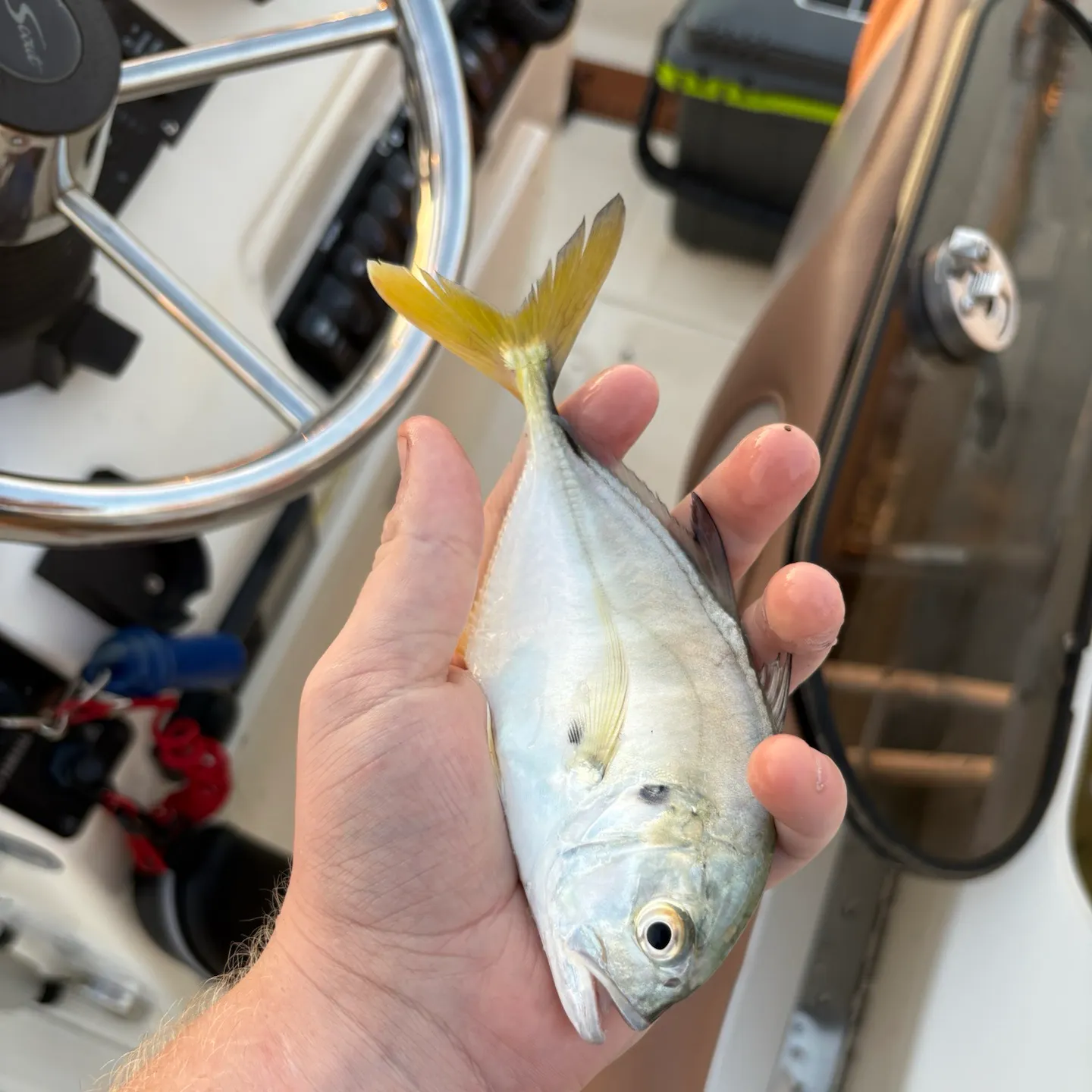 Crevalle jack caught on Fishbrain