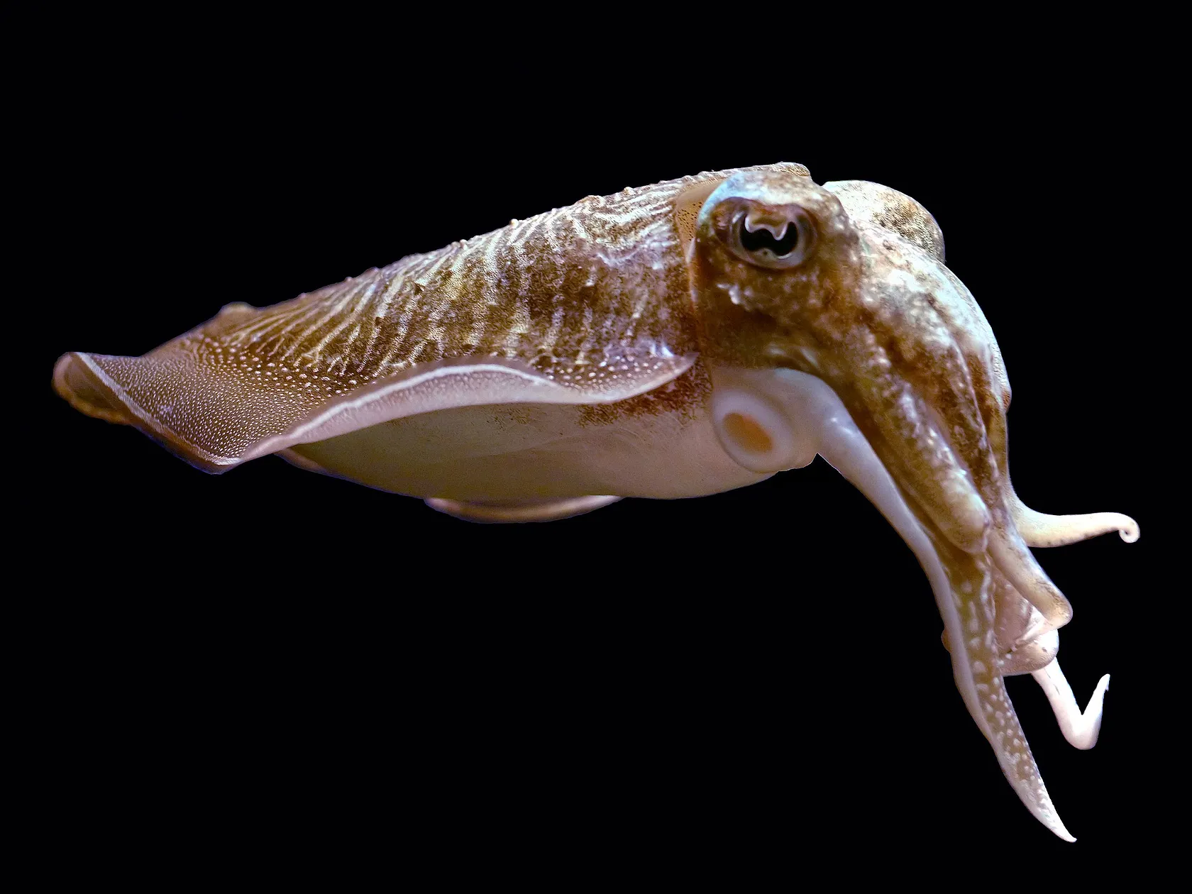 Common cuttlefish