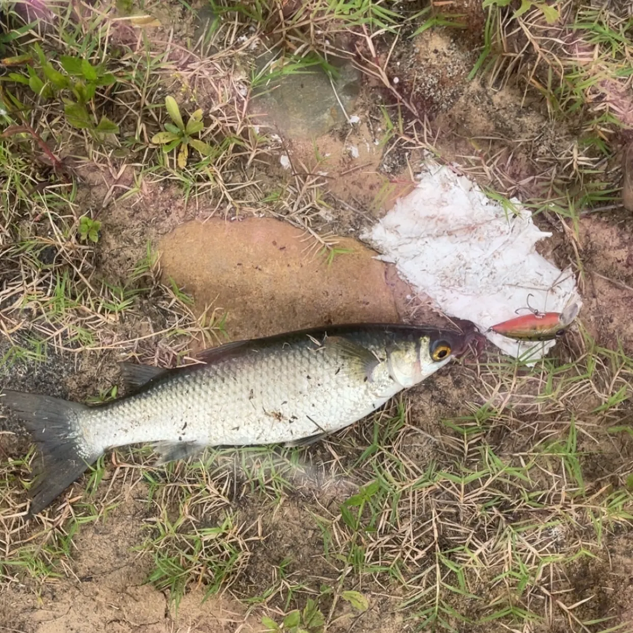 The most recent Yellow-eye mullet catches on Fishbrain