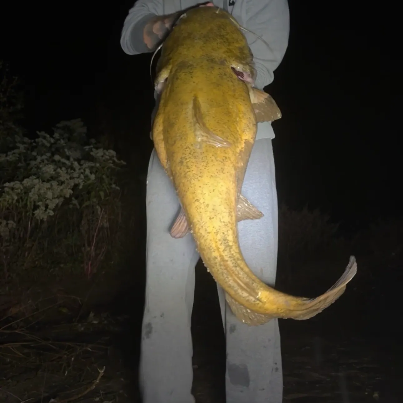 The most recent Flathead catfish catches on Fishbrain