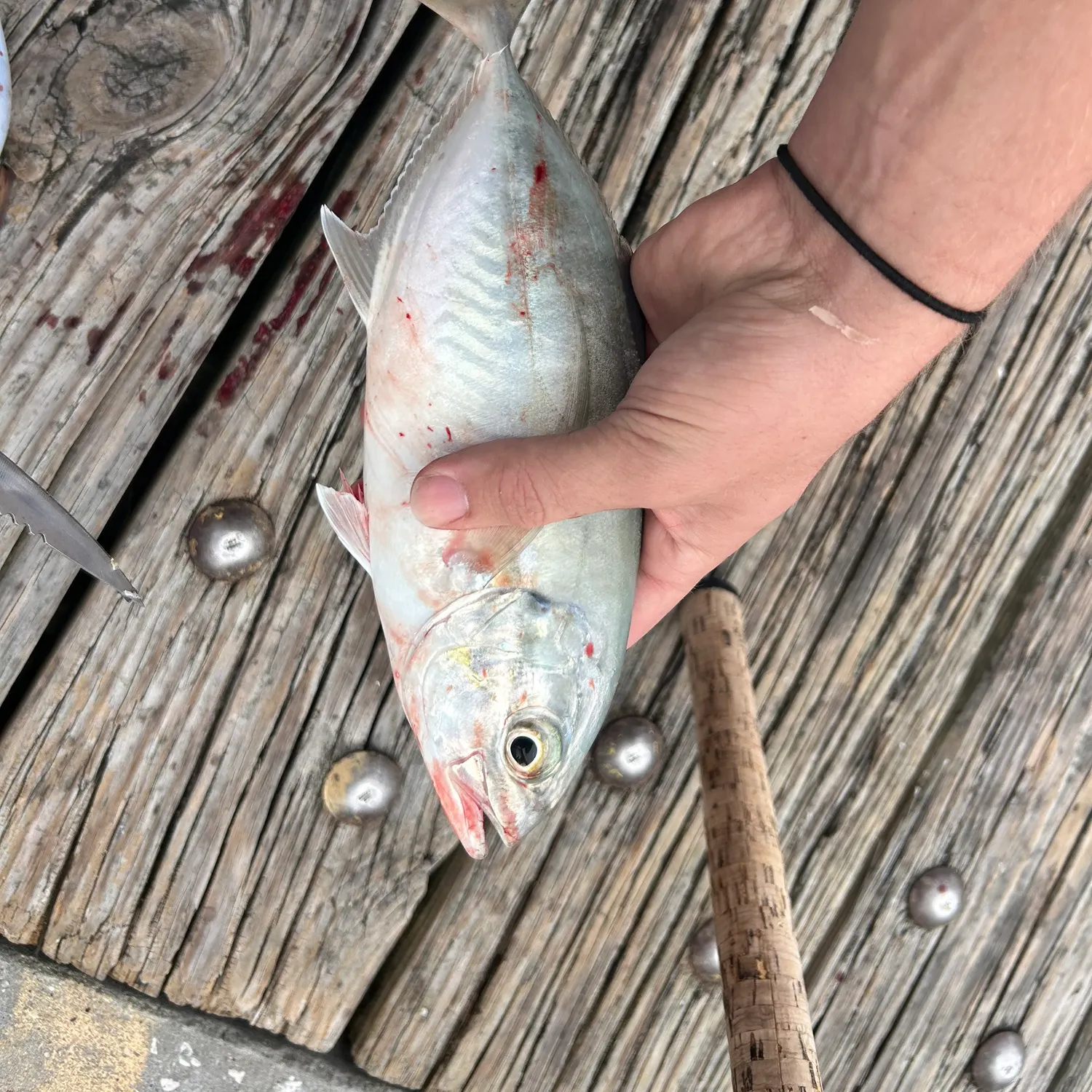 Blue runner caught on Fishbrain