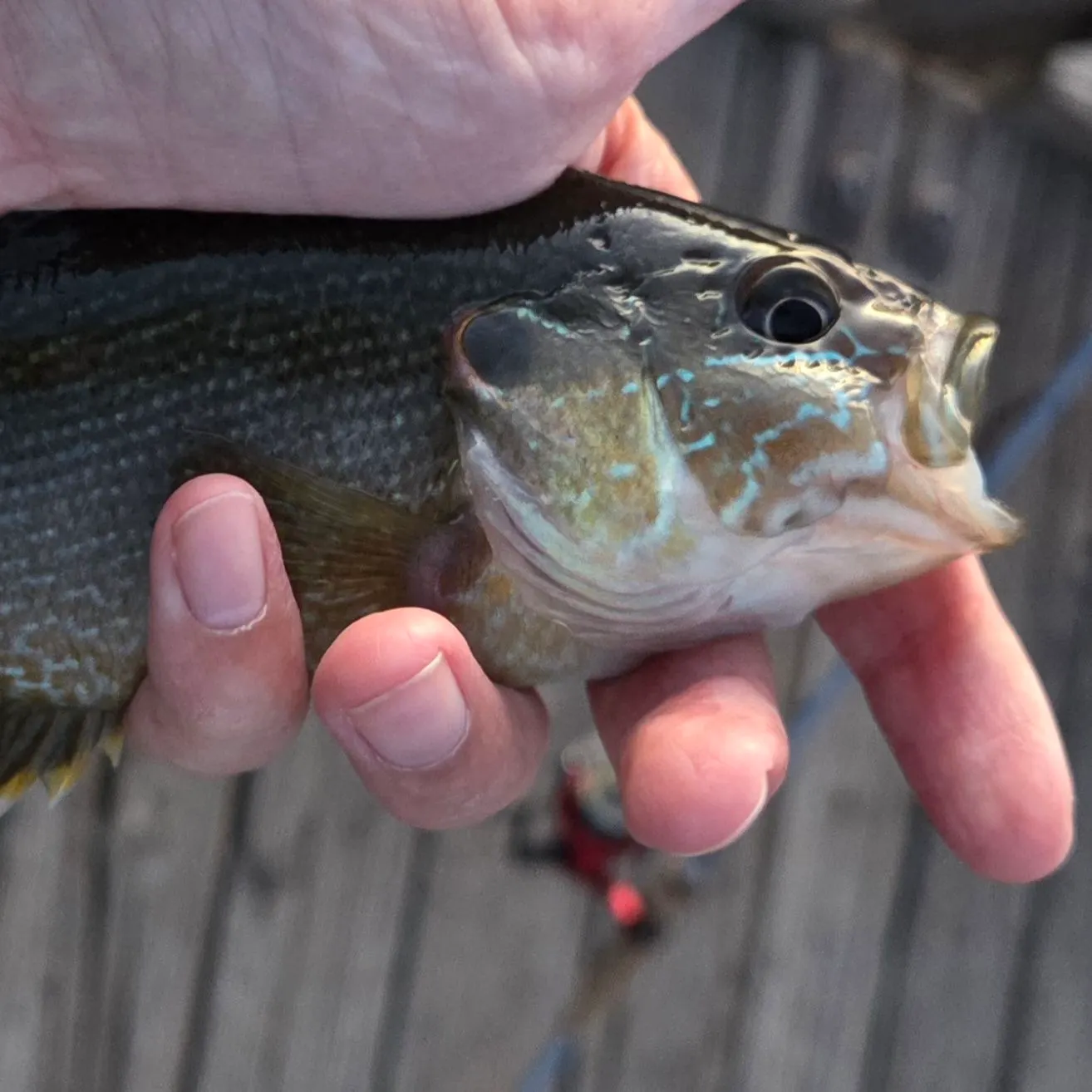 Green sunfish caught on Fishbrain