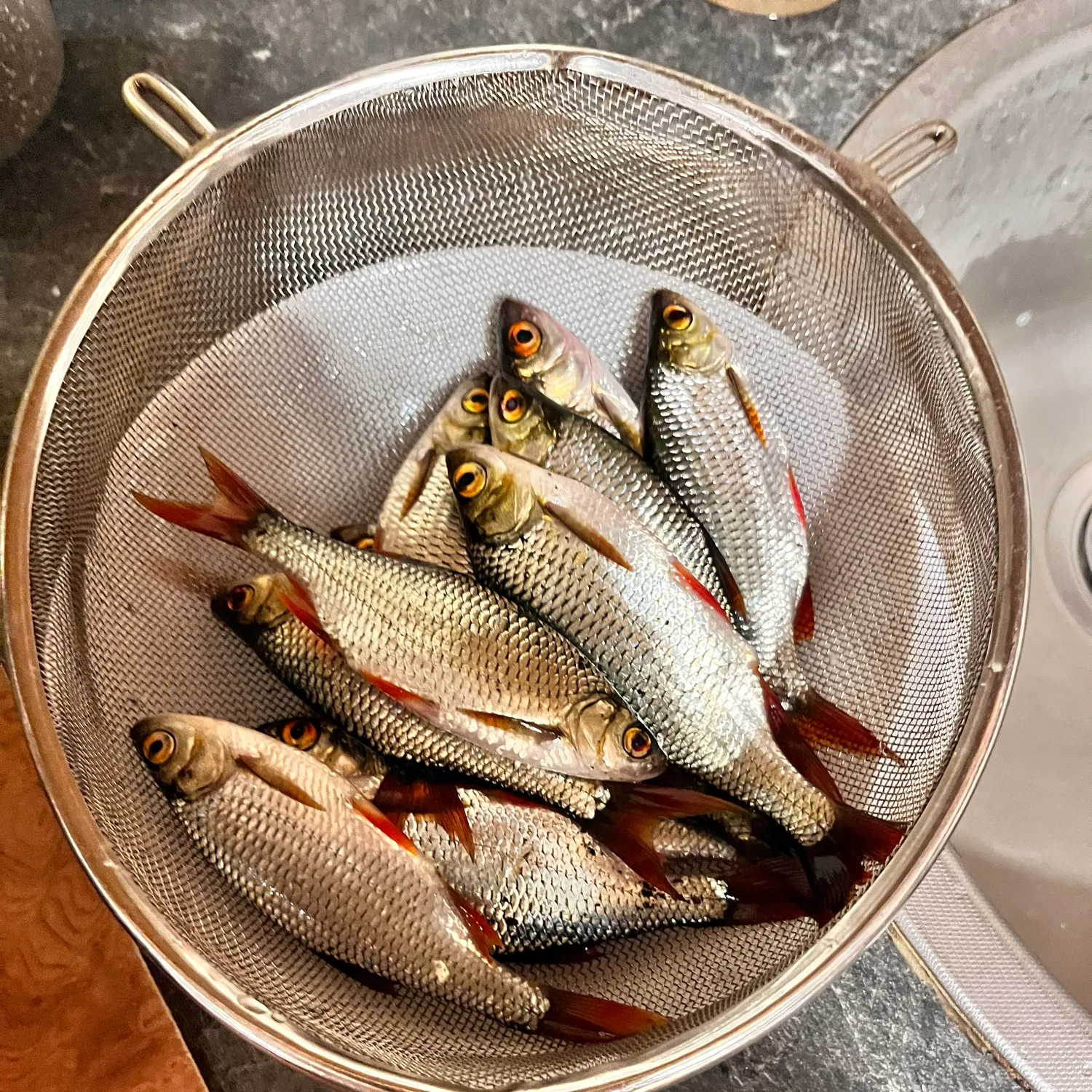 recently logged catches