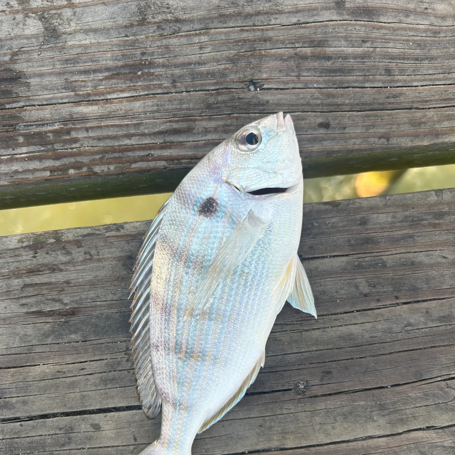 The most recent Pinfish catches on Fishbrain