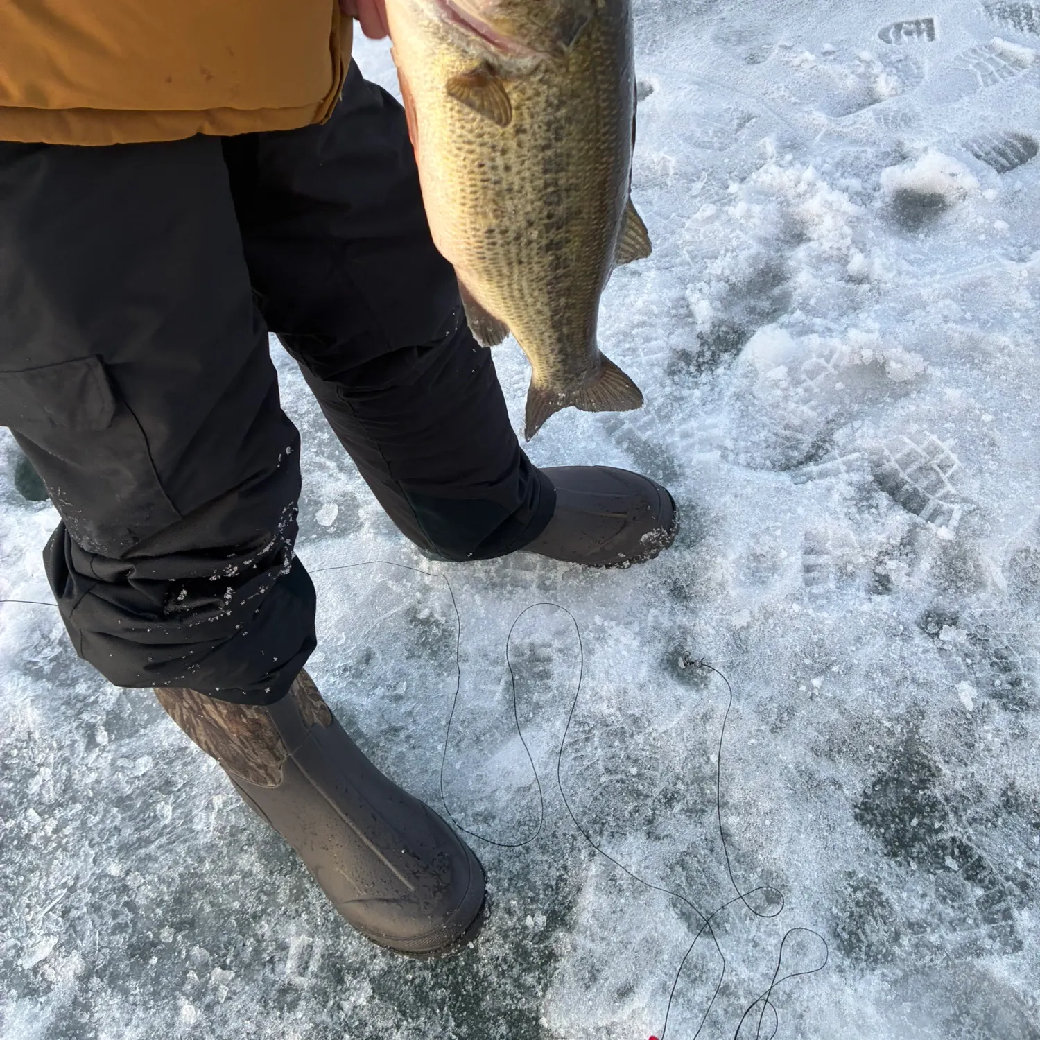 Largemouth bass caught on Fishbrain