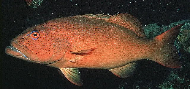 Leopard coralgrouper