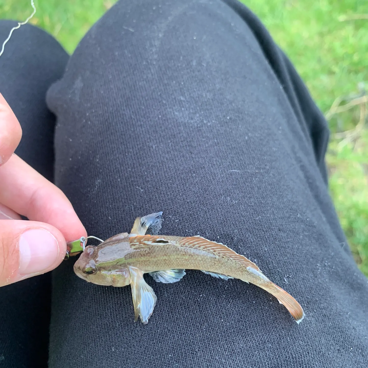 Round goby caught on Fishbrain
